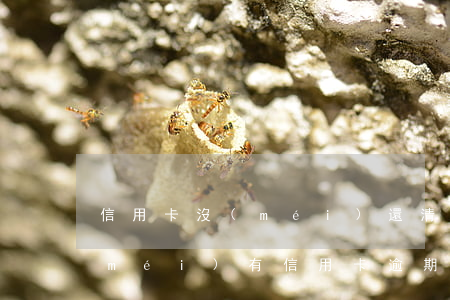 信用卡沒(méi)還清算逾期么-有沒(méi)有信用卡逾期沒(méi)還的