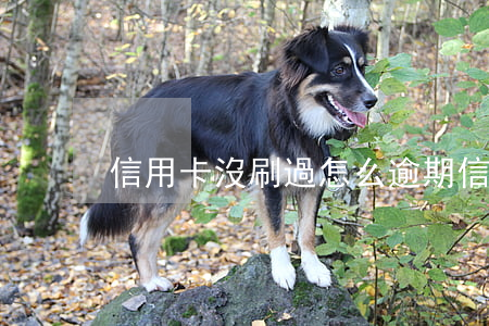 信用卡沒刷過怎么逾期(信用卡沒有逾期)