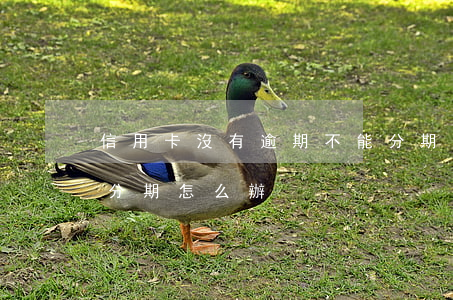 信用卡沒有逾期不能分期(信用卡逾期不給辦分期怎么辦)