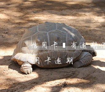 信用卡沒有逾期借唄有影響嗎(借唄逾期和信用卡逾期)