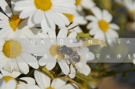 信用卡沒有逾期可不可以停息還款-信用卡沒有逾期可不可以停息還款呢