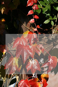 信用卡沒有逾期可以申請(qǐng)停分期嗎-沒有逾期的信用卡可以協(xié)商還款嗎