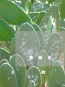 信用卡沒有逾期政審能過嗎(征信有逾期可以過政審嗎)