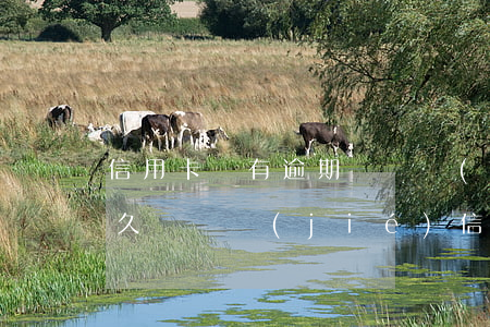 信用卡沒有逾期會凍結(jié)嗎(逾期多久會凍結(jié)信用卡)