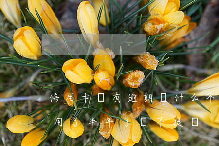信用卡沒有逾期為什么不提額(為什么信用卡用了半年了還不提額)