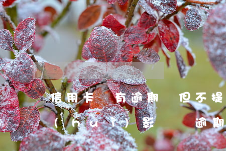 信用卡沒有逾期過但不提額(其他銀行逾期會(huì)影響沒逾期的信用卡提出嗎)