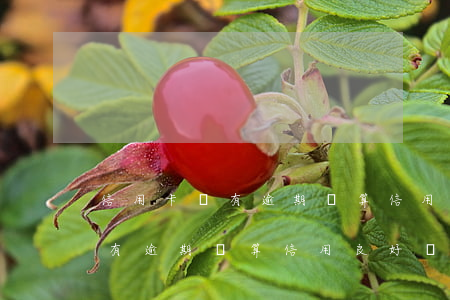 信用卡沒有逾期過算信用良好嗎嗎（信用卡沒有逾期過算信用良好嗎）