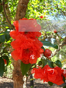 信用卡沒有還款能力了怎么辦(信用卡實(shí)在沒有能力還款怎么辦)