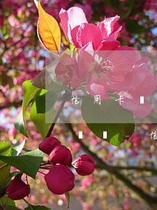 信用卡沒能力還怎么申請(qǐng)停息掛賬-信用卡沒能力還怎么申請(qǐng)停息掛賬呢