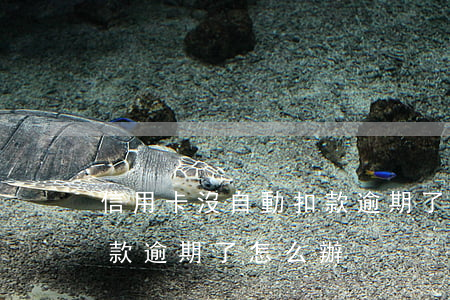信用卡沒自動扣款逾期了(信用卡沒有自動扣款逾期了怎么辦)