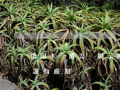 信用卡沒透支卻顯示逾期(沒有信用卡為什么說有逾期)