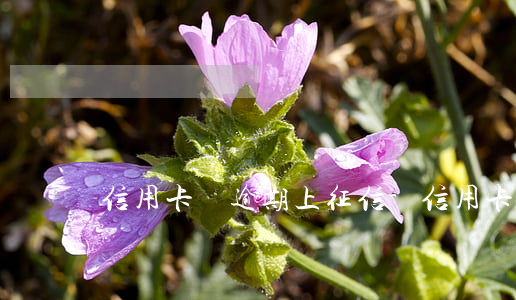信用卡沒逾期上征信-信用卡沒逾期上征信嗎