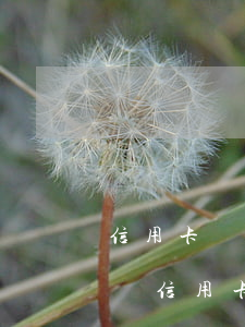 信用卡沒逾期可以協(xié)商停息分期嗎(信用卡還沒有逾期可以協(xié)商分期嗎)