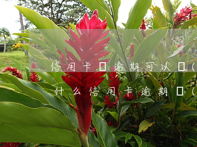 信用卡沒逾期可以協(xié)商還款嘛(為什么信用卡逾期協(xié)商不了)