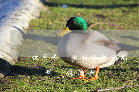 信用卡沒逾期想做分期(來分期一直逾期會不會影響信用卡)