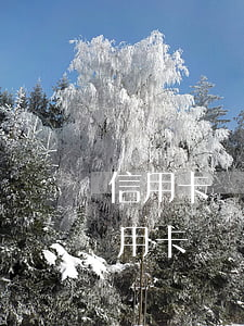 信用卡沒逾期無力償還申請免息 逾期不還信用卡