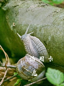 信用卡沒逾期申請停息掛賬(沒逾期能申請停息掛賬嗎)