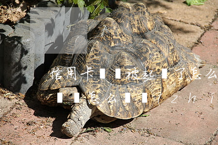 信用卡沒還被起訴了怎么辦(信用卡沒還被起訴會怎么樣執(zhí)行)