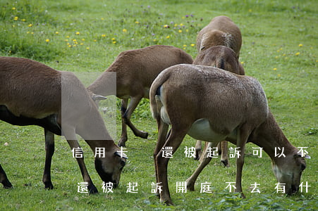 信用卡沒還被起訴可以不去法院嗎(信用卡未還被起訴開庭不去有什么影響)