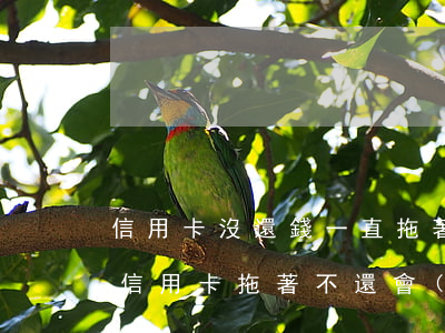 信用卡沒還錢一直拖著會(huì)怎么樣(信用卡拖著不還會(huì)是什么后果)