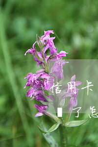信用卡沒錢還了怎么解決方法-信用卡沒錢還了怎么解決方法呢