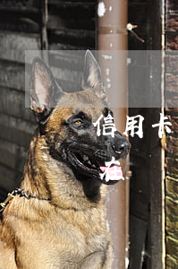 信用卡沒錢還怎么辦比較好(我實(shí)在沒錢還信用卡了怎么辦)