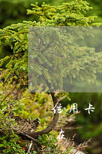 信用卡沒錢還款逾期怎么辦(現(xiàn)在沒錢還信用卡怎么辦)