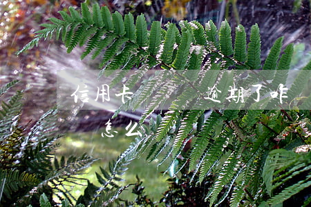信用卡沒錢還逾期了咋辦(信用卡逾期了沒錢還怎么辦)