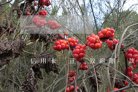 信用卡沖正導致逾期(還款沖正造成逾期怎么辦)