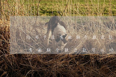 信用卡没有逾期全额还款可以吗-信用卡没有逾期全额还款可以吗怎么还
