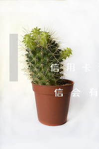 信用卡没有逾期征信会有问题吗(没有逾期征信会有问题么)