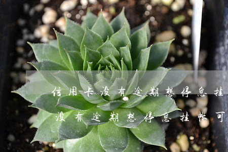 信用卡没有逾期想停息挂帐可以吗-信用卡没有逾期想停息挂帐可以吗怎么办