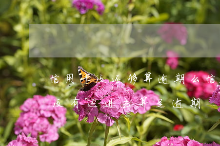 信用卡没还够算逾期么(信用卡一般超过几天没有还进去算是逾期)