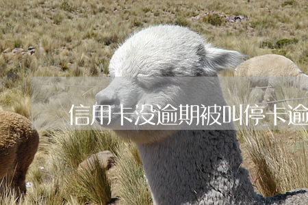 信用卡没逾期被叫停卡(逾期后信用卡被注销)