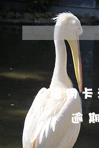 信用卡注銷了以后網(wǎng)貸有逾期-逾期后注銷信用卡后果嚴(yán)重