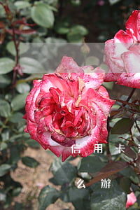 信用卡注銷了有逾期(信用卡注銷了有逾期怎么辦)