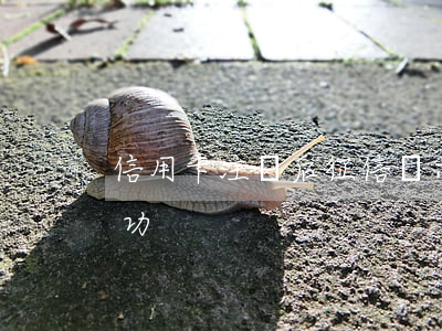 信用卡注銷后征信顯示逾期(征信逾期撤銷成功)