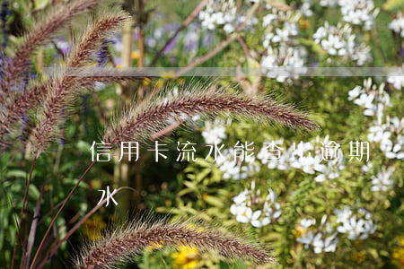 信用卡流水能查出逾期嗎(信用卡能不能查流水賬)