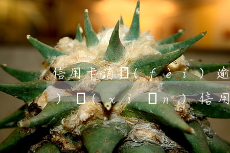 信用卡消費(fèi)逾期的風(fēng)險(xiǎn) 信用卡消費(fèi)逾期的風(fēng)險(xiǎn)有多大