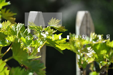 信用卡消費會逾期么嗎(用信用卡會影響信用度嗎)