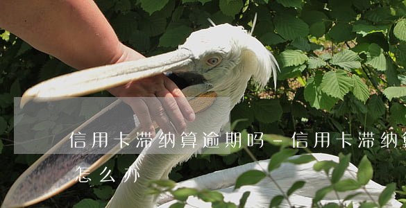 信用卡滞纳算逾期吗-信用卡滞纳算逾期吗怎么办