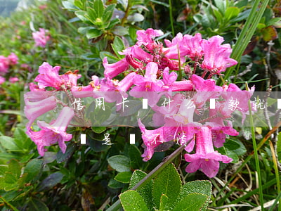 信用卡為什么還款就還不起-為什么信用卡總是還不清