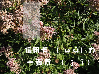 信用卡無(wú)力償還利息會(huì)一直累計(jì)嗎-信用卡無(wú)力償還利息會(huì)一直累計(jì)嗎知乎