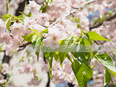 信用卡無(wú)力償還和起訴有什么區(qū)別-信用卡無(wú)力償還和起訴有什么區(qū)別呢