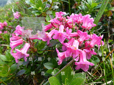 信用卡無(wú)意逾期證明(非惡意逾期證明范本 信用卡)