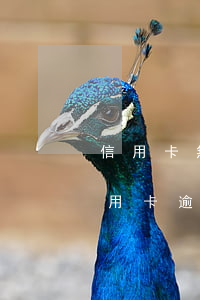 信用卡無(wú)逾期還清可以房貸嗎(有信用卡逾期能房貸嗎)