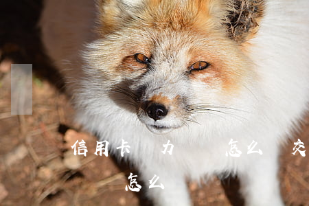 信用卡無力償還怎么辦(交通銀行信用卡無力償還怎么辦)