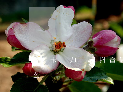 信用卡無力償還抖音(信用卡無力償還抖音怎么辦)