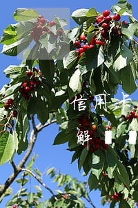 信用卡無法償還怎么辦(無力償還信用卡正確解決辦法)