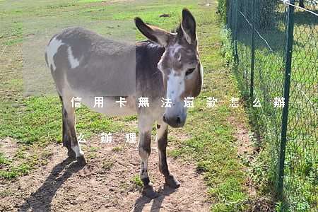 信用卡無法還款怎么辦-信用卡無法還款怎么辦理